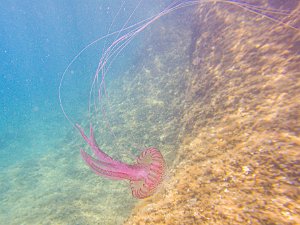 Scuba