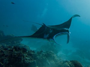 Diving