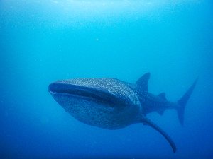 Philippines Whale Sharks