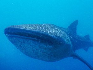 Philippines Whale Sharks